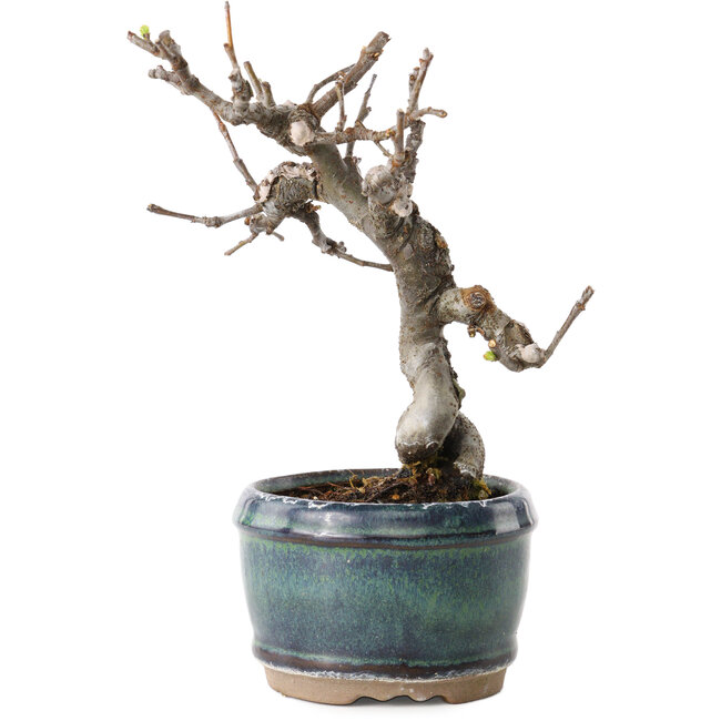 Pseudocydonia sinensis, 15 cm, ± 15 ans