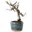 Pseudocydonia sinensis, 15 cm, ± 15 years old