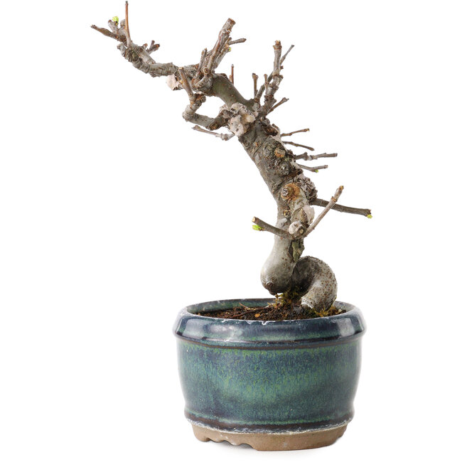 Pseudocydonia sinensis, 15 cm, ± 15 años