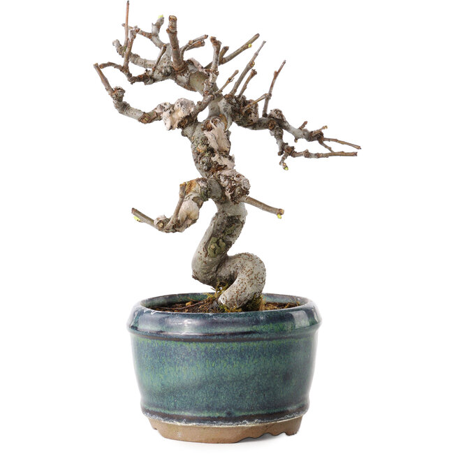 Pseudocydonia sinensis, 15 cm, ± 15 years old