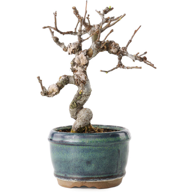 Pseudocydonia sinensis, 15 cm, ± 15 years old