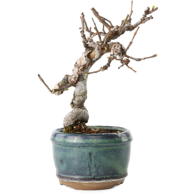 Pseudocydonia sinensis, 15 cm, ± 15 anni