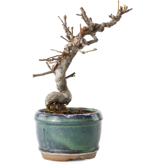 Pseudocydonia sinensis, 15 cm, ± 15 años