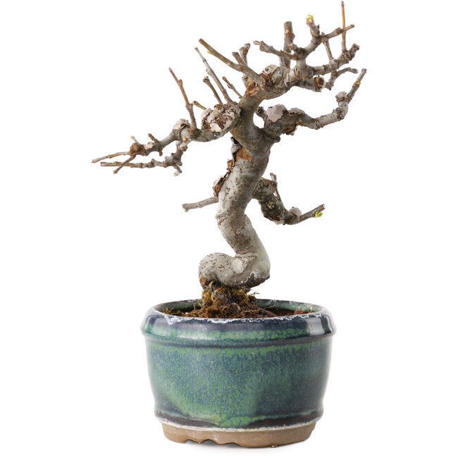 Pseudocydonia sinensis, 15 cm, ± 15 years old