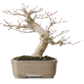 Acer palmatum, 19 cm, ± 30 jaar oud