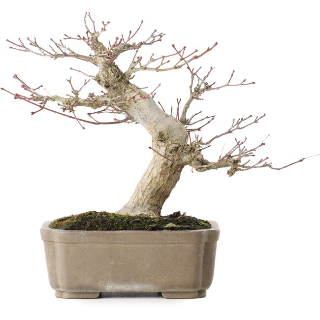 Acer palmatum, 19 cm, ± 30 jaar oud, met een nebari van 8 cm