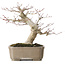 Acer palmatum, 19 cm, ± 30 jaar oud, met een nebari van 8 cm