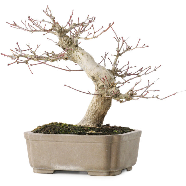 Acer palmatum, 19 cm, ± 30 Jahre alt, mit einem Nebari von 8 cm