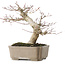 Acer palmatum, 19 cm, ± 30 jaar oud, met een nebari van 8 cm