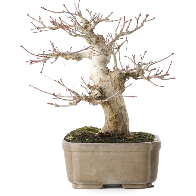 Acer palmatum, 19 cm, ± 30 años, con un nebari de 8 cm