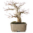 Acer palmatum, 19 cm, ± 30 jaar oud, met een nebari van 8 cm