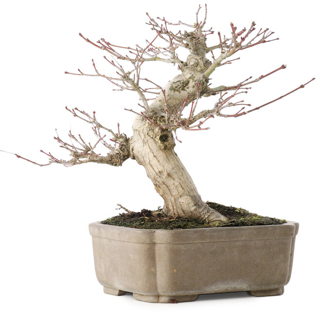Acer palmatum, 19 cm, ± 30 ans, avec un nebari de 8 cm