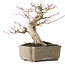 Acer palmatum, 19 cm, ± 30 jaar oud, met een nebari van 8 cm