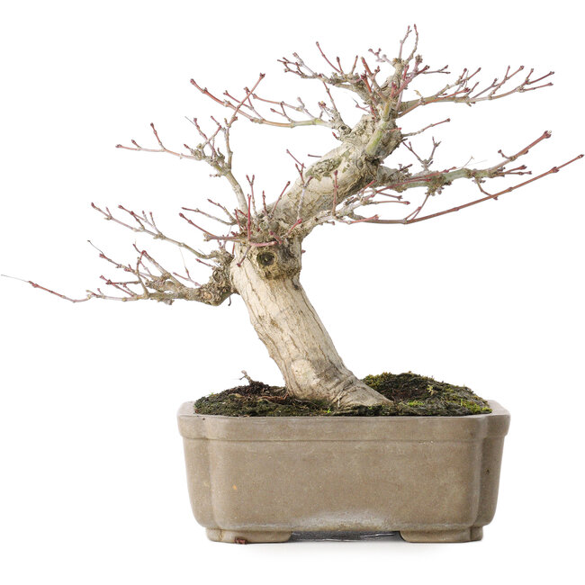 Acer palmatum, 19 cm, ± 30 Jahre alt, mit einem Nebari von 8 cm