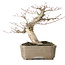 Acer palmatum, 19 cm, ± 30 jaar oud, met een nebari van 8 cm