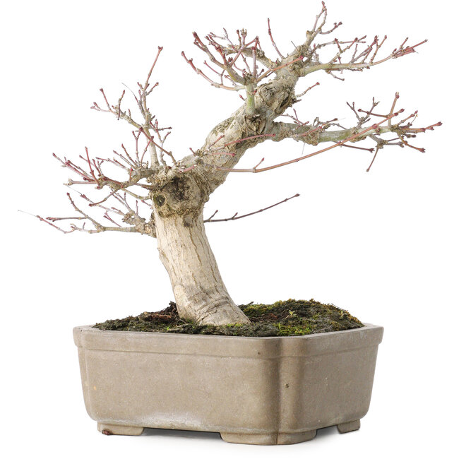 Acer palmatum, 19 cm, ± 30 years old, with a nebari of 8 cm