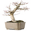 Acer palmatum, 19 cm, ± 30 years old, with a nebari of 8 cm