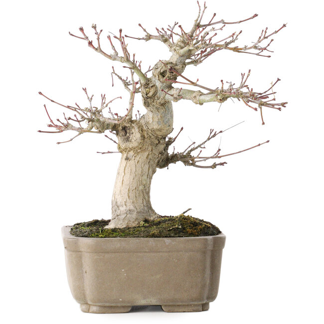Acer palmatum, 19 cm, ± 30 años, con un nebari de 8 cm