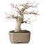 Acer palmatum, 19 cm, ± 30 jaar oud, met een nebari van 8 cm
