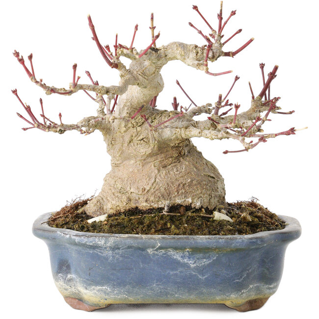Acer palmatum, 13 cm, ± 30 jaar oud, met een nebari van 10 cm