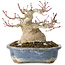 Acer palmatum, 13 cm, ± 30 jaar oud, met een nebari van 10 cm