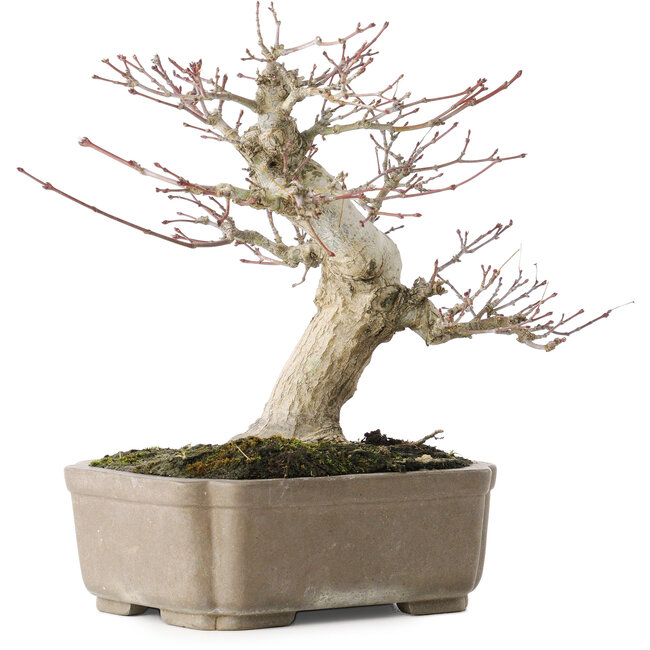 Acer palmatum, 19 cm, ± 30 anni, con un nebari di 8 cm