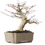Acer palmatum, 19 cm, ± 30 jaar oud, met een nebari van 8 cm