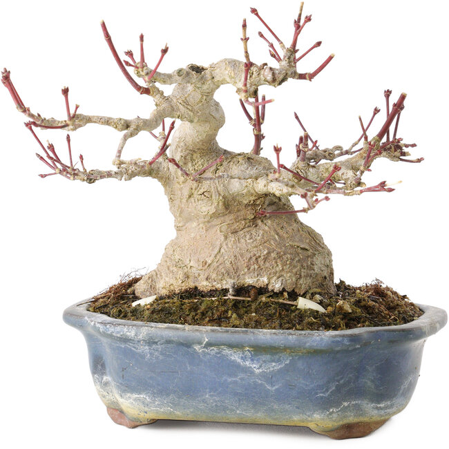 Acer palmatum, 13 cm, ± 30 años, con un nebari de 10 cm