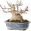 Acer palmatum, 13 cm, ± 30 jaar oud, met een nebari van 10 cm