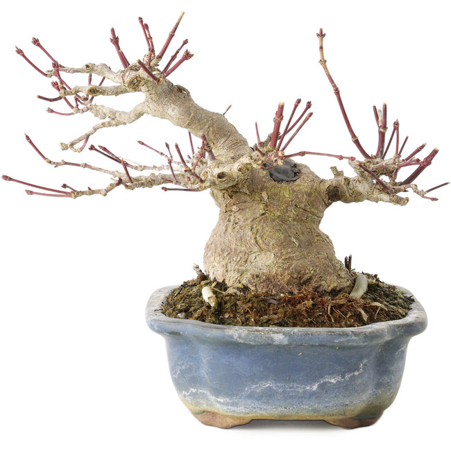 Acer palmatum, 13 cm, ± 30 años, con un nebari de 10 cm