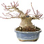 Acer palmatum, 13 cm, ± 30 jaar oud, met een nebari van 10 cm