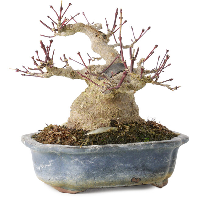 Acer palmatum, 13 cm, ± 30 anni, con un nebari di 10 cm