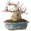 Acer palmatum, 13 cm, ± 30 years old, with a nebari of 10 cm