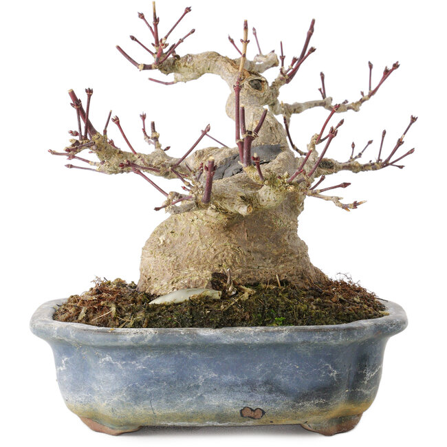 Acer palmatum, 13 cm, ± 30 años, con un nebari de 10 cm