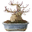 Acer palmatum, 13 cm, ± 30 jaar oud, met een nebari van 10 cm