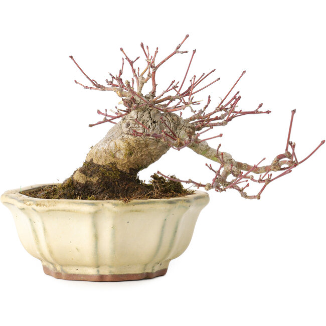 Acer palmatum, 12 cm, ± 30 jaar oud, met een nebari van 9 cm