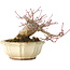 Acer palmatum, 12 cm, ± 30 ans, avec un nebari de 9 cm