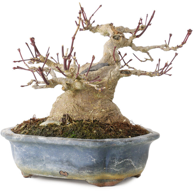 Acer palmatum, 13 cm, ± 30 Jahre alt, mit einem Nebari von 10 cm