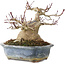 Acer palmatum, 13 cm, ± 30 jaar oud, met een nebari van 10 cm