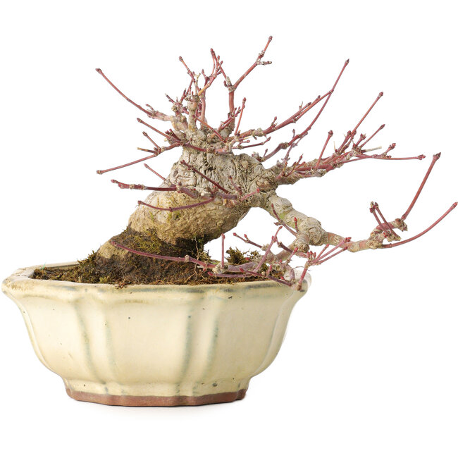 Acer palmatum, 12 cm, ± 30 Jahre alt, mit einem Nebari von 9 cm