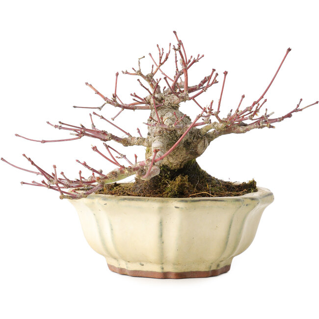 Acer palmatum, 12 cm, ± 30 jaar oud, met een nebari van 9 cm