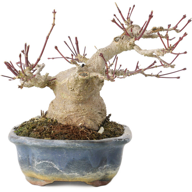 Acer palmatum, 13 cm, ± 30 years old, with a nebari of 10 cm