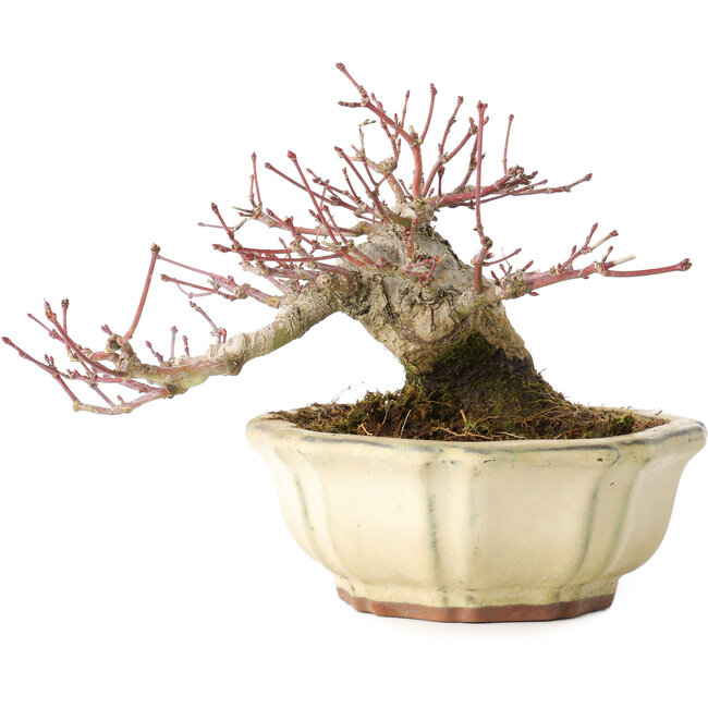Acer palmatum, 12 cm, ± 30 años, con un nebari de 9 cm