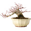 Acer palmatum, 12 cm, ± 30 jaar oud, met een nebari van 9 cm