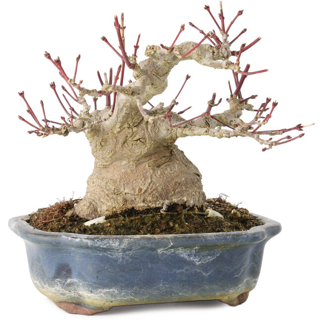 Acer palmatum, 13 cm, ± 30 ans, avec un nebari de 10 cm