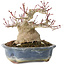 Acer palmatum, 13 cm, ± 30 years old, with a nebari of 10 cm