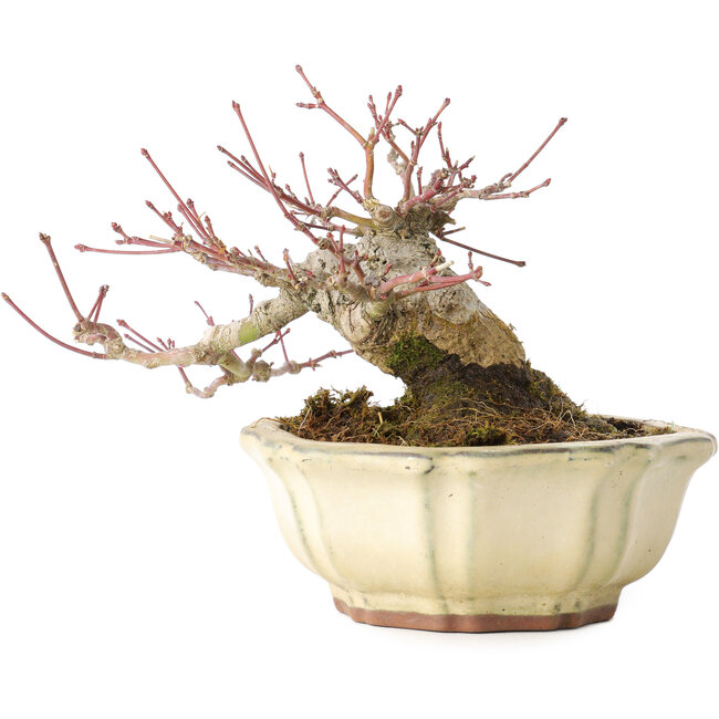 Acer palmatum, 12 cm, ± 30 anni, con un nebari di 9 cm