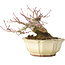 Acer palmatum, 12 cm, ± 30 jaar oud, met een nebari van 9 cm