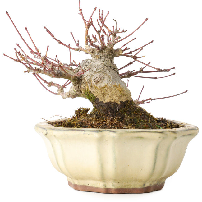 Acer palmatum, 12 cm, ± 30 ans, avec un nebari de 9 cm