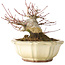 Acer palmatum, 12 cm, ± 30 jaar oud, met een nebari van 9 cm